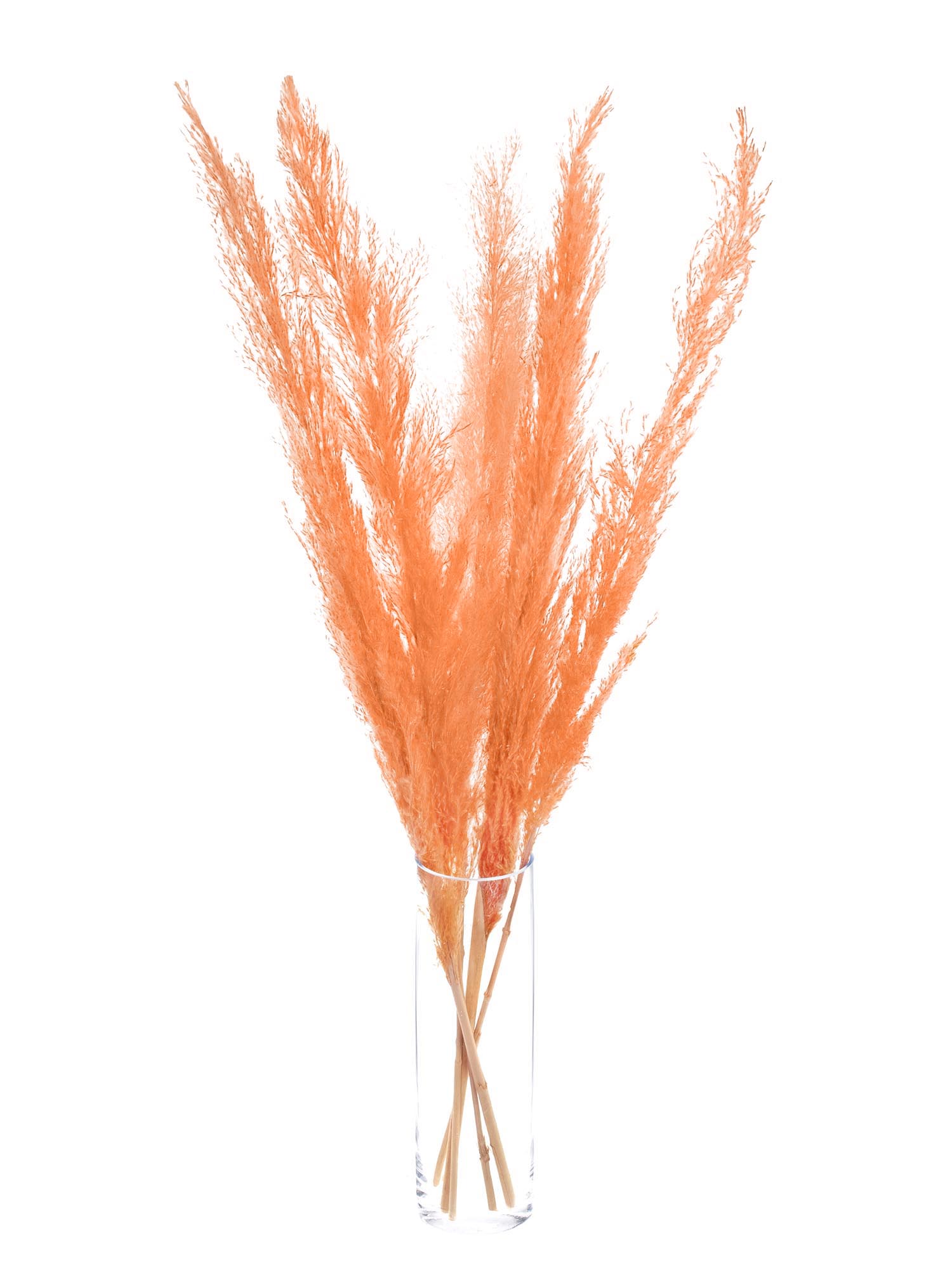 blumigo-trockenblumen-pampasgras-getrocknet-apricot-deko image 2