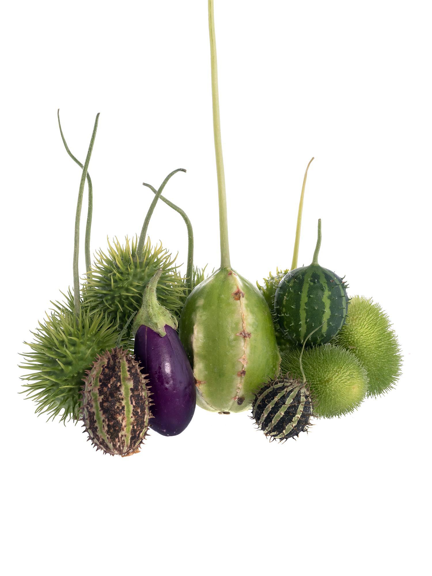 blumigo-zierfr-chte-herbstmix-herbstdeko-natur image 6