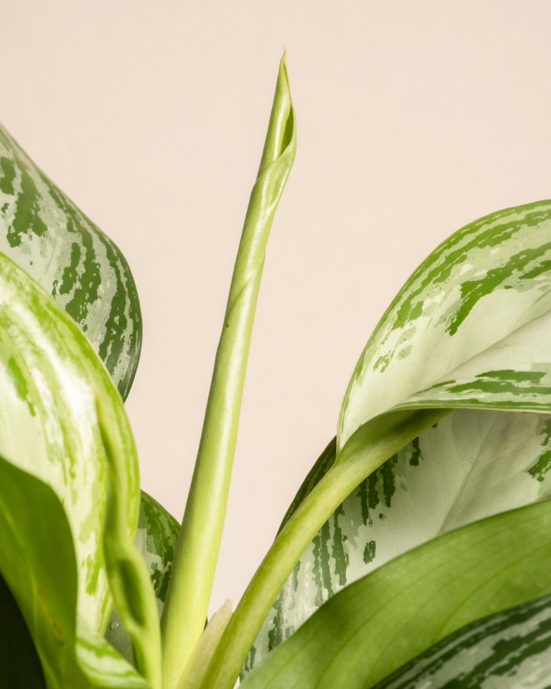 feey-variado-aglaonema-silver-bay-zimmerpflanze-gro-ohne-bertopf image 8