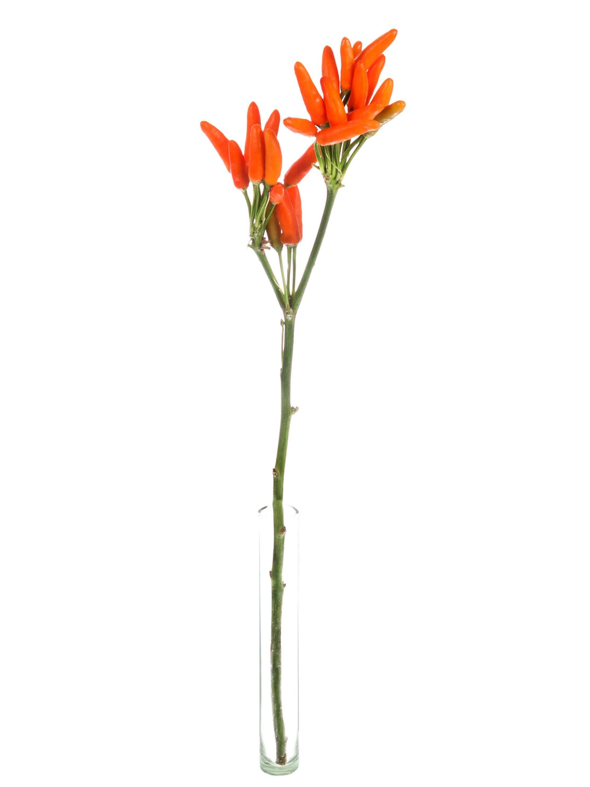blumigo-herbstdeko-zierpaprika-topfpflanze-orange image 3