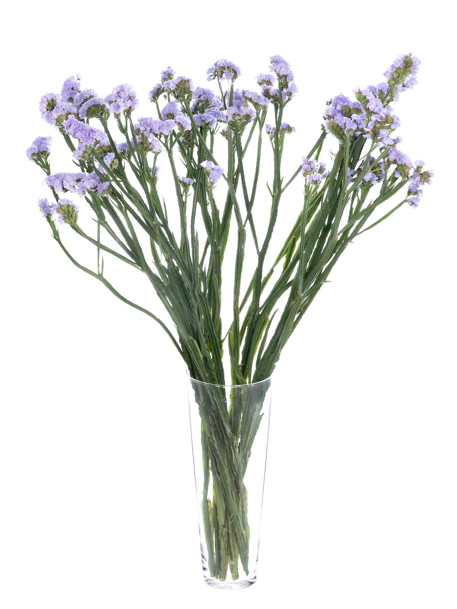 blumigo-blattwerk-strandflieder-donau-birds-schnittblume-hell-violett image 2