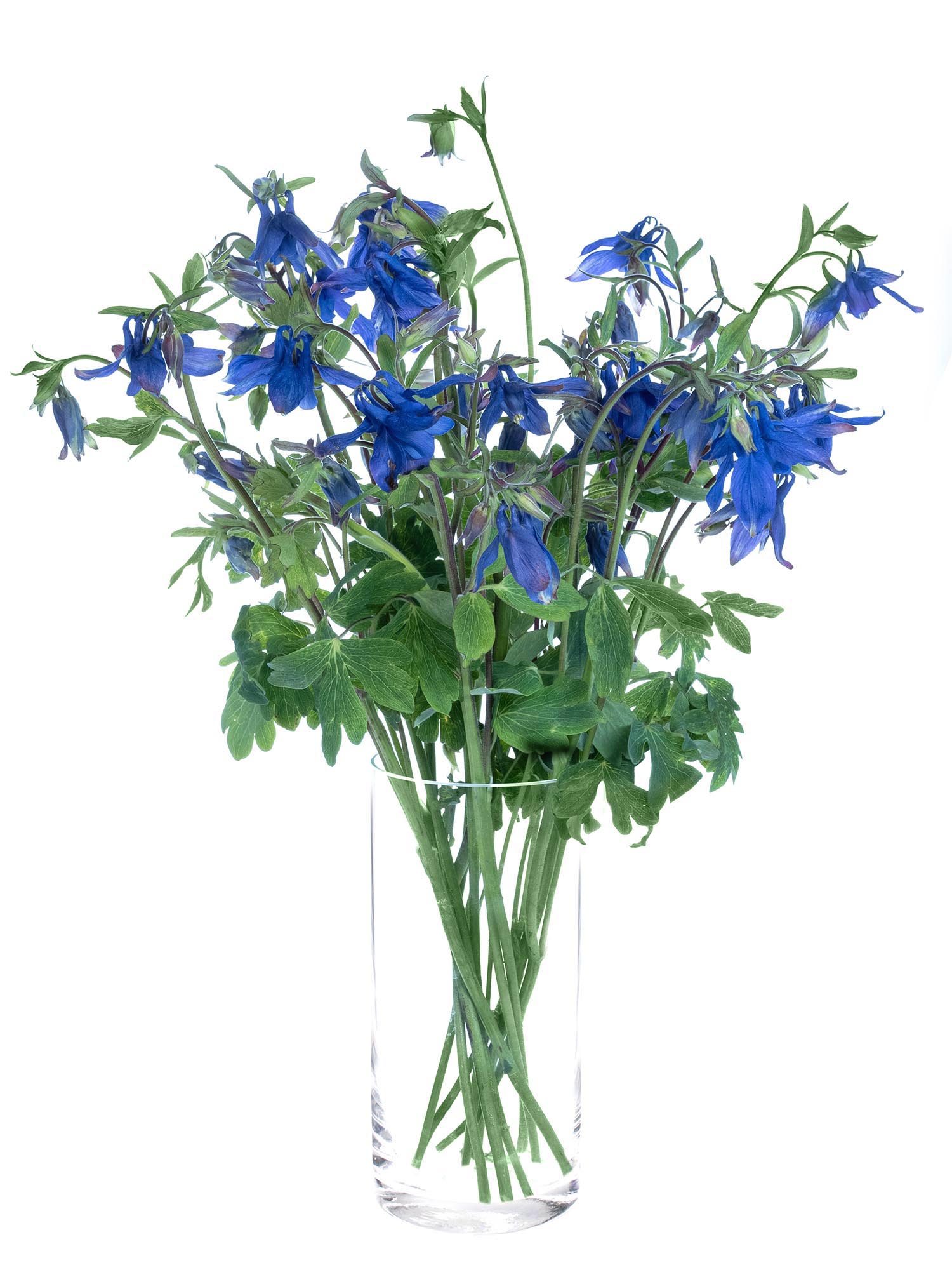 blumigo-akelei-blue-lady-blau-violett-schnittblume image 2