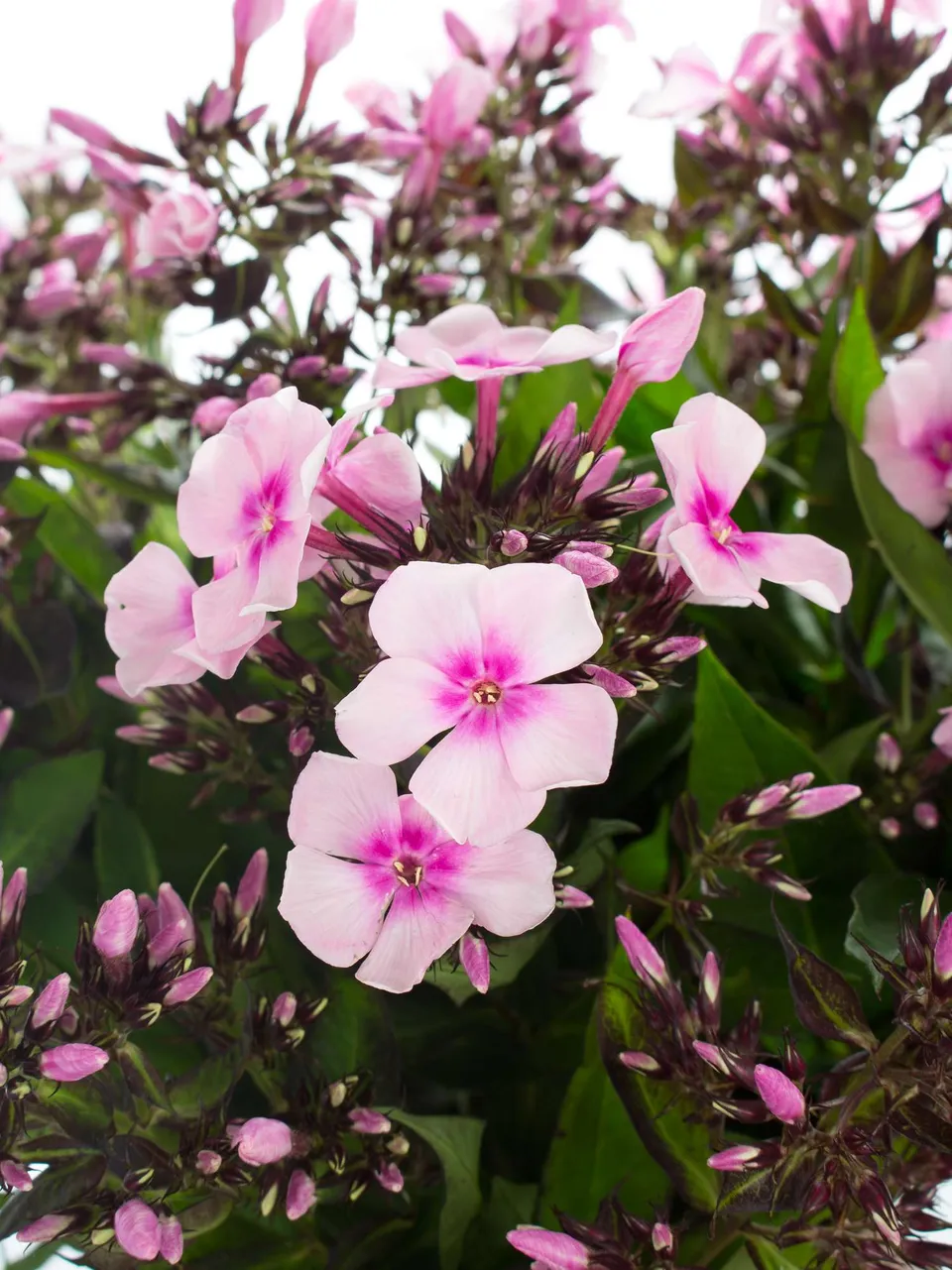 blumigo-phlox-flammenblume-schnittblume-rosa-duft image 1