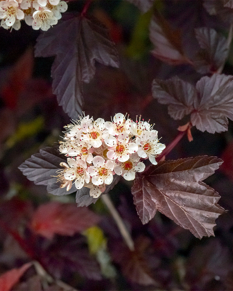 feey-amsterdam-physocarpus-opulifolius-strauch-ohne-topf image 2