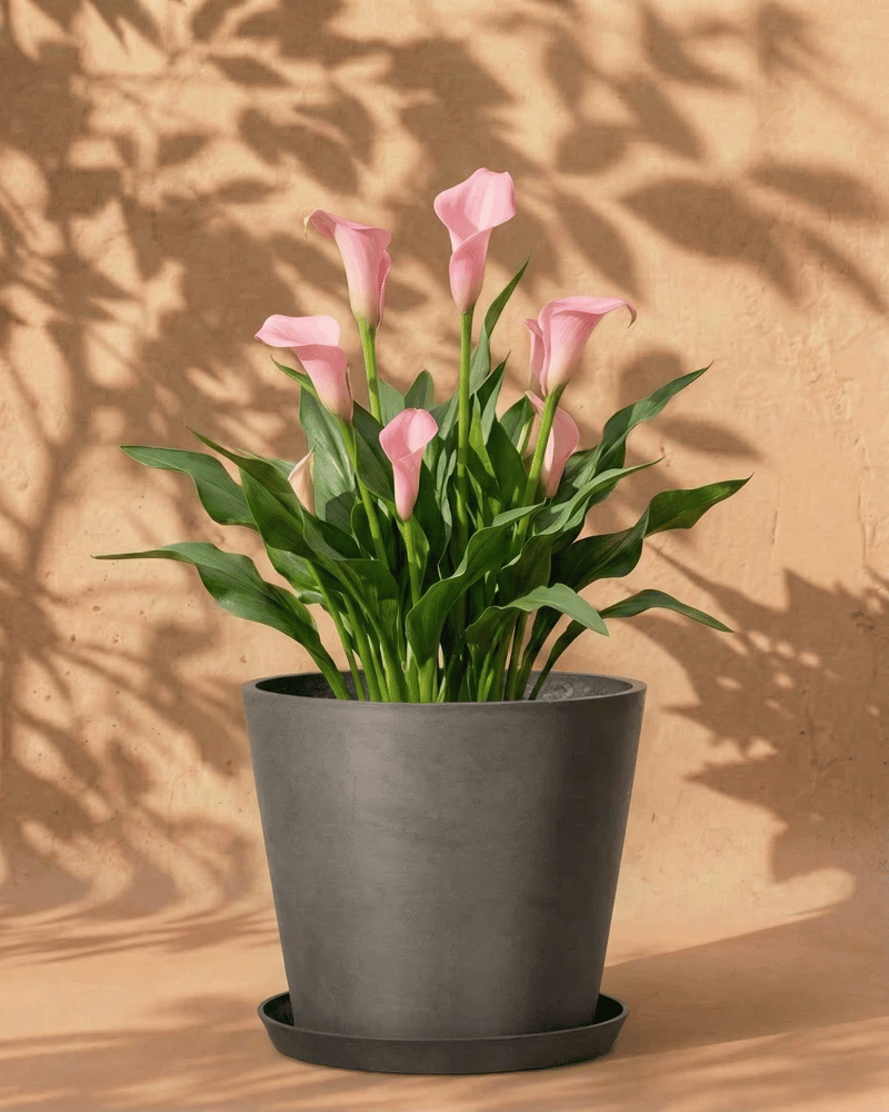 feey-amsterdam-calla-rosa-knollen-3-stk-gartenpflanze image 5