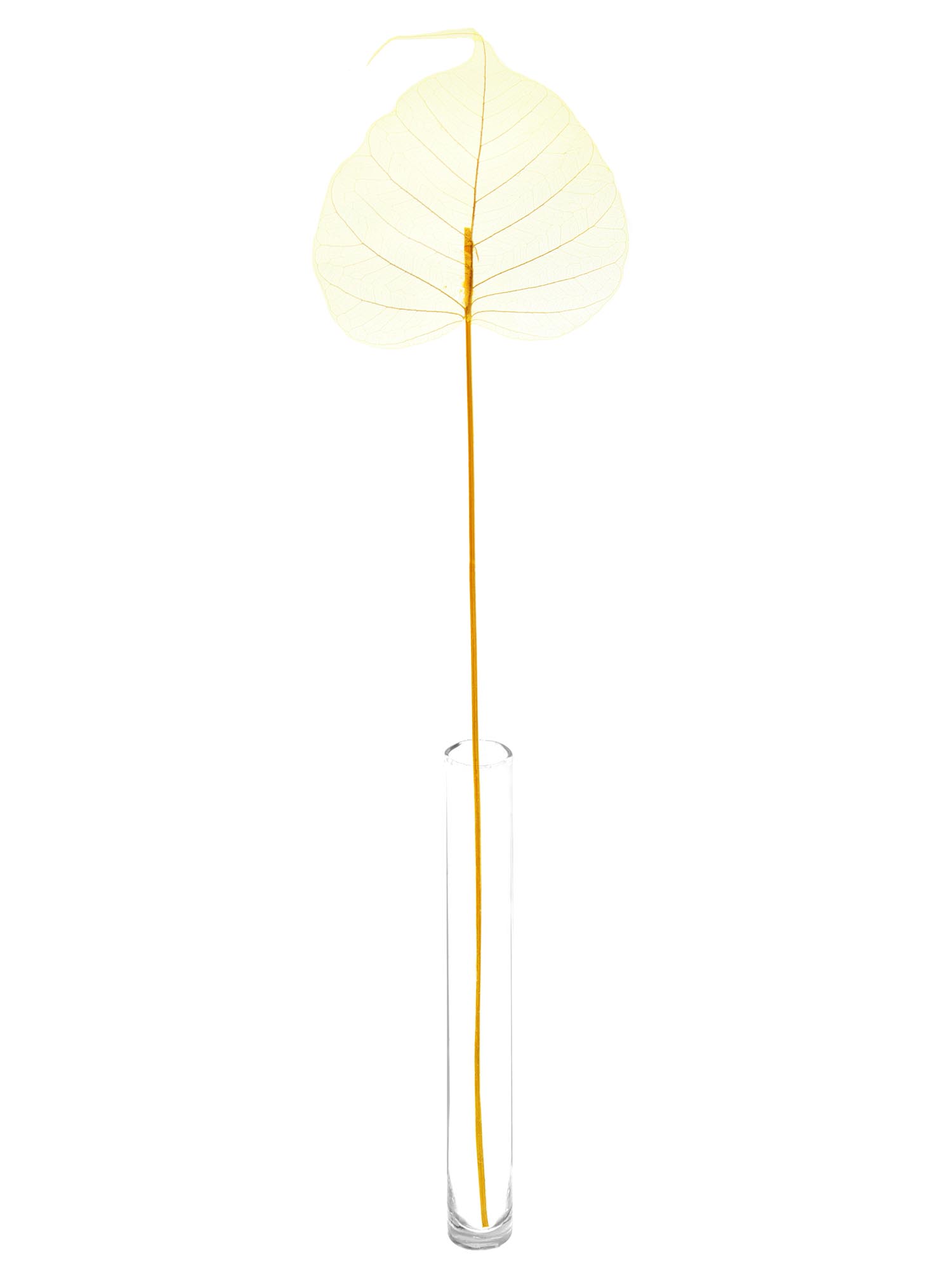 blumigo-trockenblumen-skelettbl-tter-trockenblume-gelb image 4