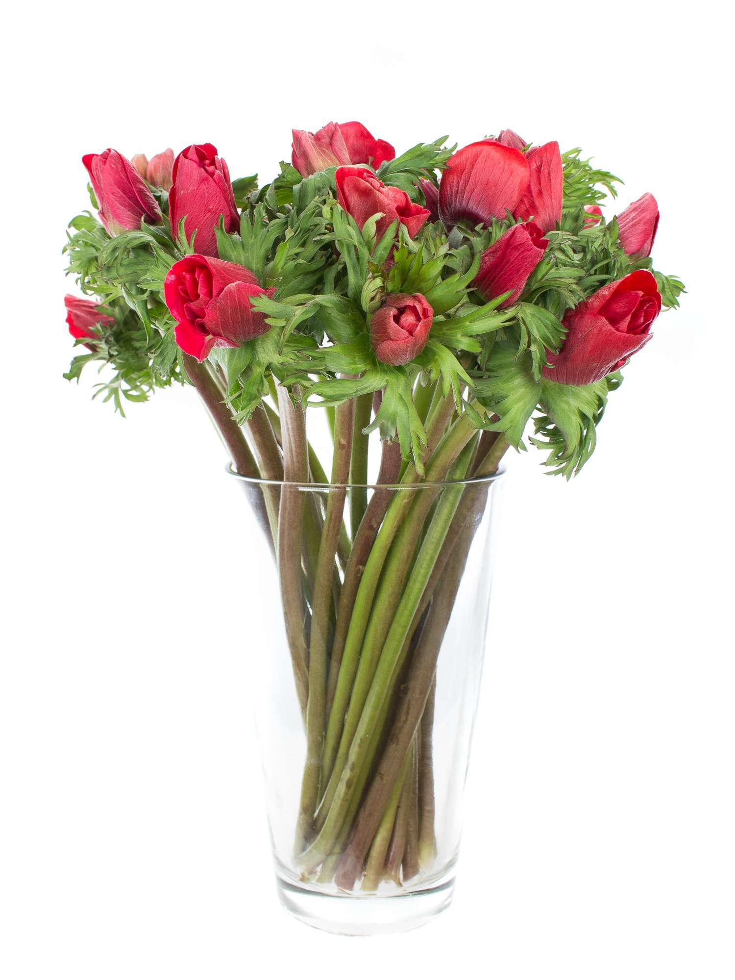 blumigo-anemonen-rot-schnittblumen-frisch image 2