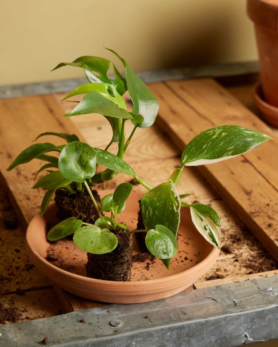 plnts-babyplnts-pilea-peperomioides-mojito-zimmerpflanze-15cm image 5