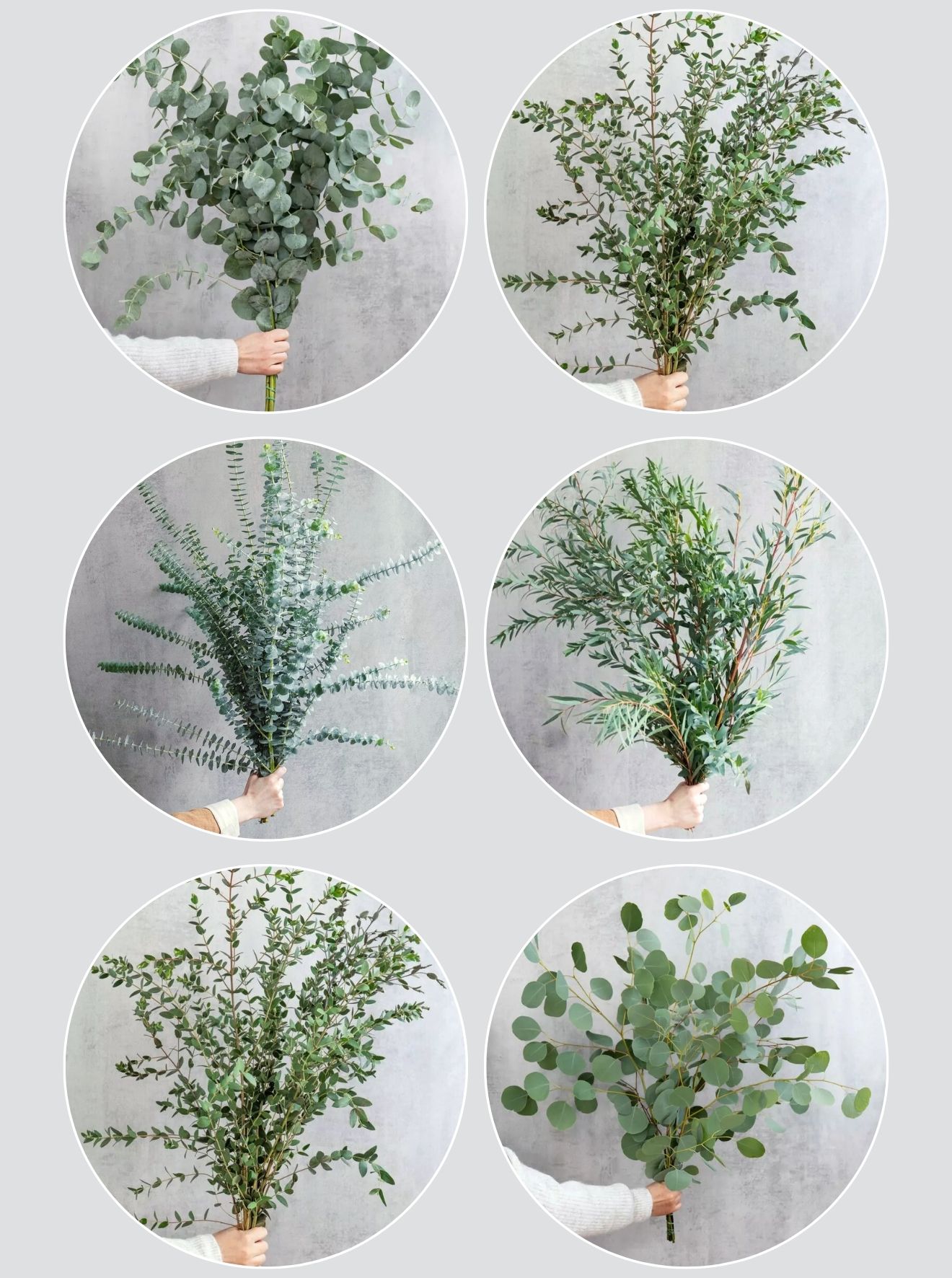 blumigo-eukalyptus-mix-6-bund-gemischt-schnittgr-n image 2