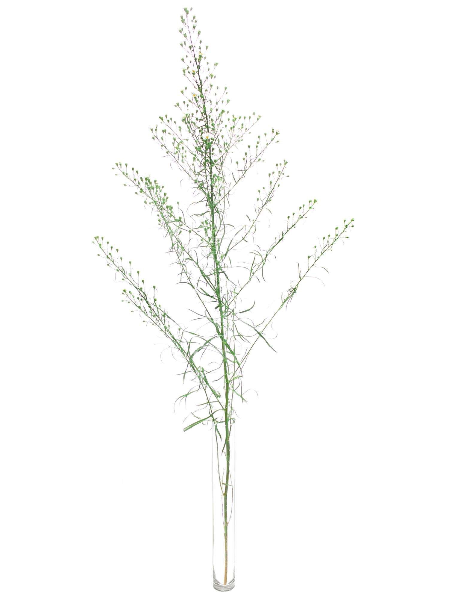 blumigo-blattwerk-septemberkraut-bindegr-n-wei-bund image 3
