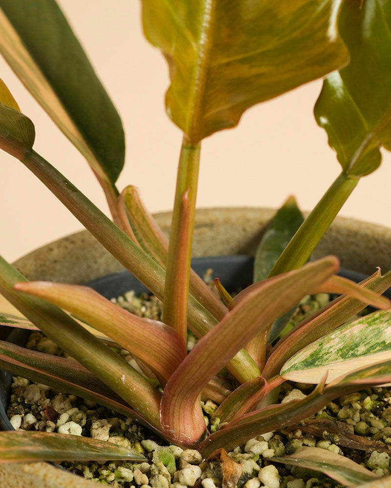 feey-variado-philodendron-caramel-marble-pflanze-ohne-topf image 7