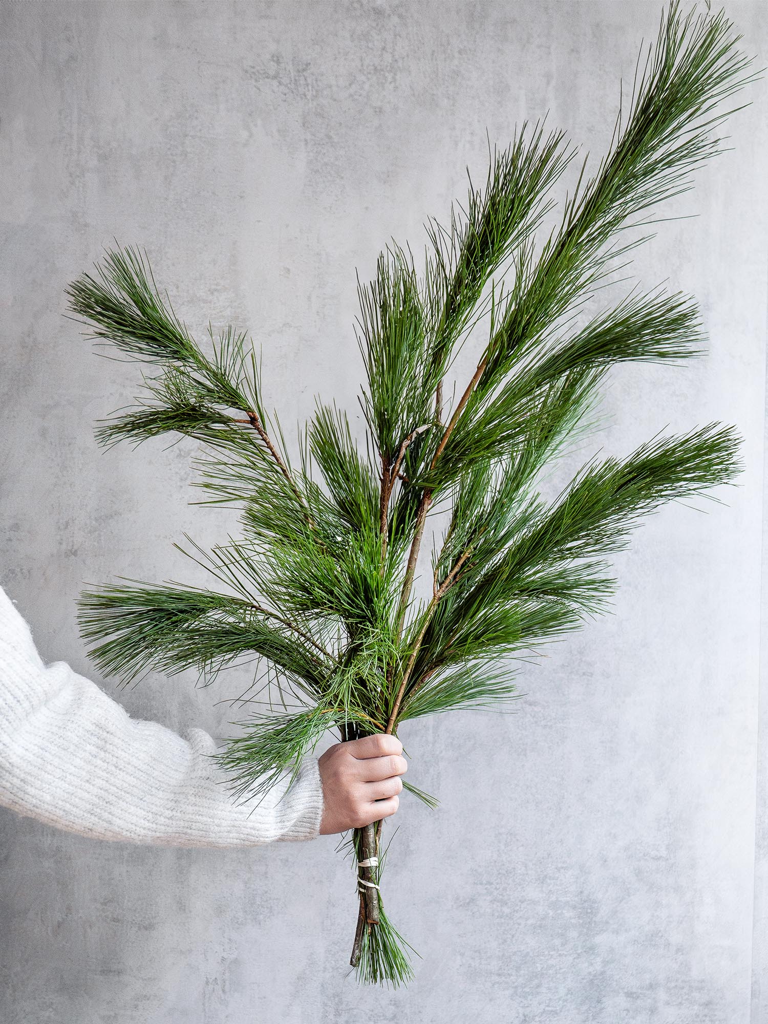 blumigo-seidenkiefer-wintergr-n-geb-ndelt-frisch image 1