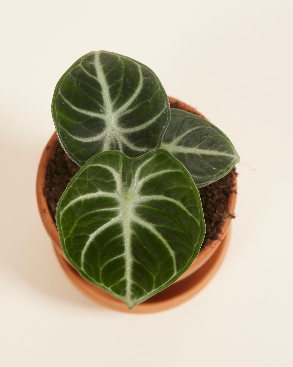 plnts-babyplnts-alocasia-ninja-zimmerpflanze-10cm-pfeilblatt image 5