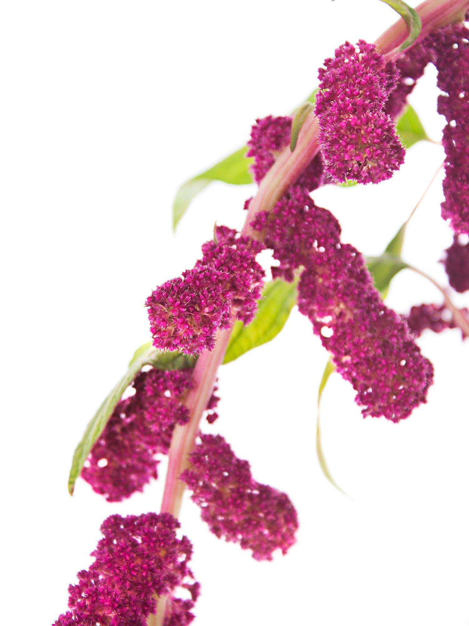 blumigo-rosen-amaranthus-rosemary-schnittblumen-beerenrot image 4