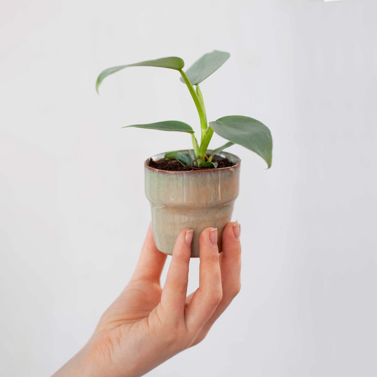 plnts-babyplnts-philodendron-silver-sword-zimmerpflanze-15cm image 8