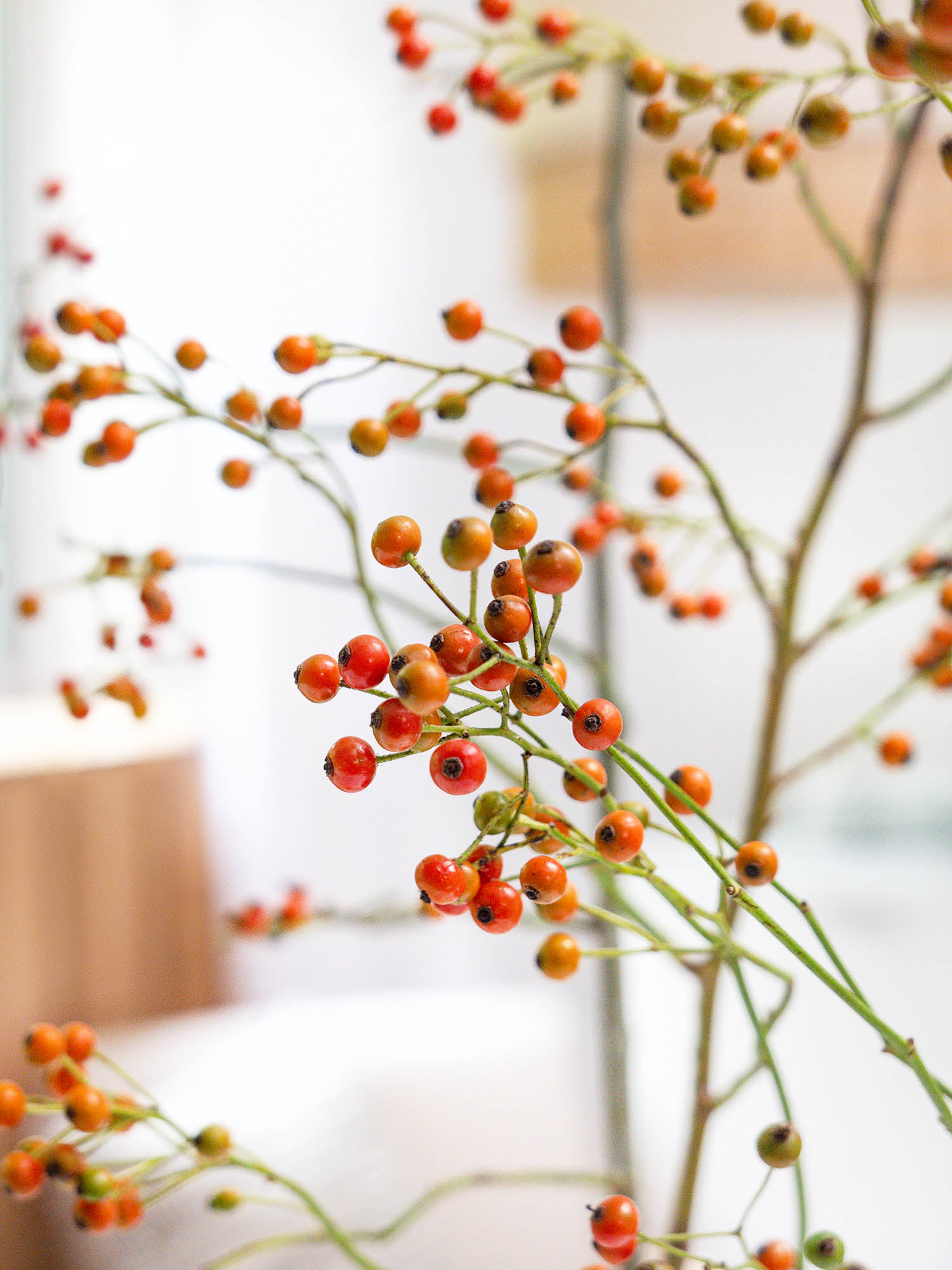 blumigo-hagebutten-corallo-gr-n-orange-roter-zweig image 5