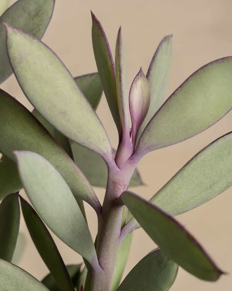 feey-variado-senecio-crassissimus-zimmerpflanze image 2