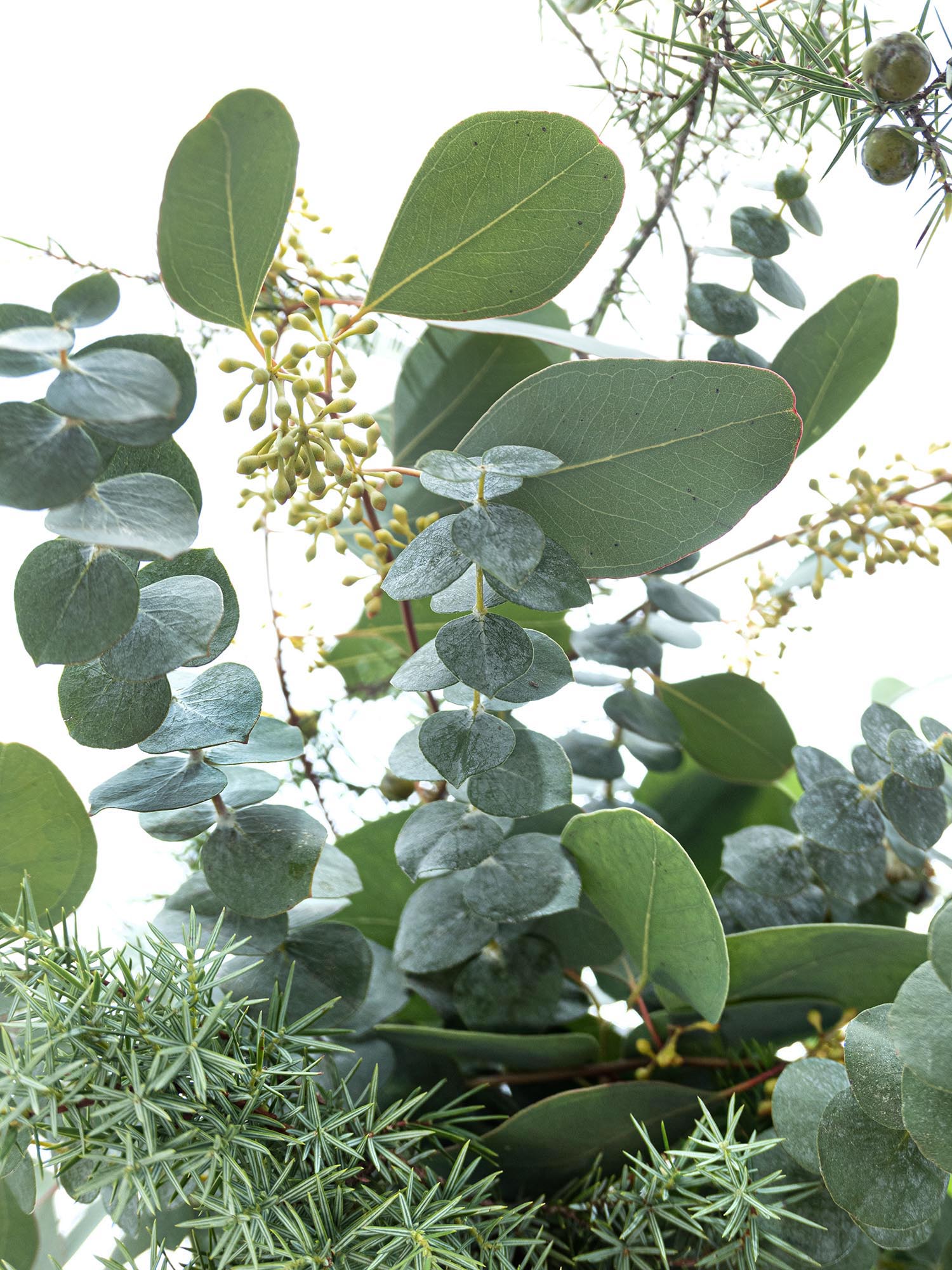 blumigo-eukalyptus-wacholder-mix-greenery-bund image 5