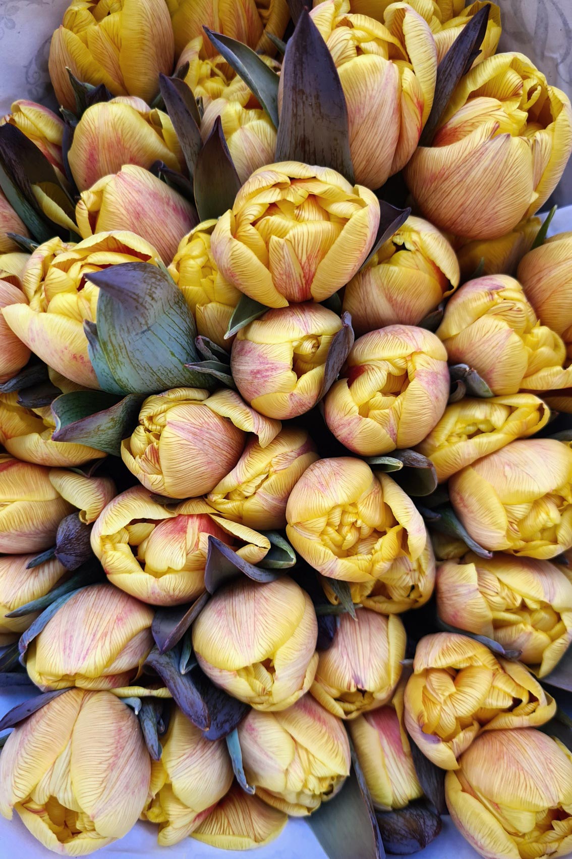 blumigo-tulpen-honey-caramel-gef-llte-schnittblume-creme image 1
