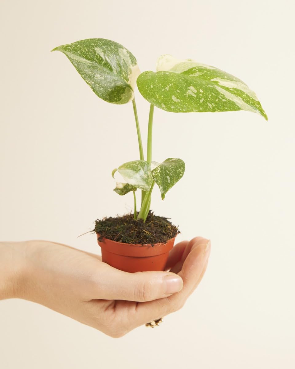plnts-babyplnts-monstera-thai-constellation-baby-6cm image 2