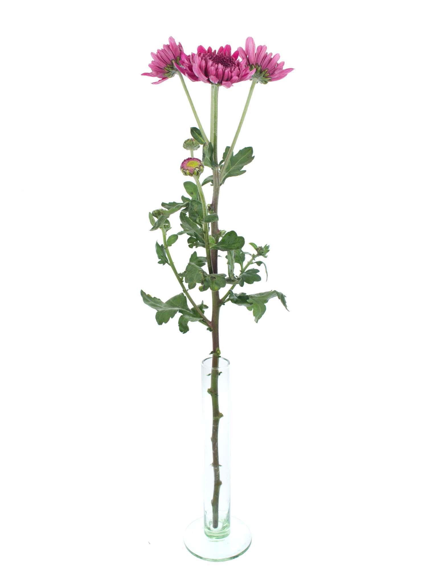 blumigo-herbstastern-bunte-mischung-schnittblume-st-ck image 3