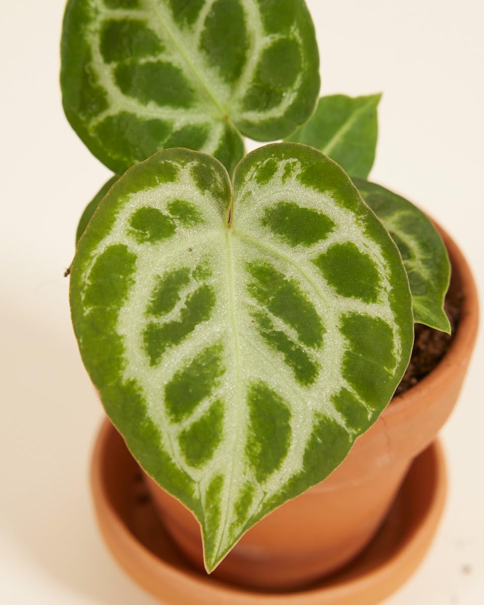 plnts-babyplnts-anthurium-silver-blush-babypflanze-10cm-tropisch image 2