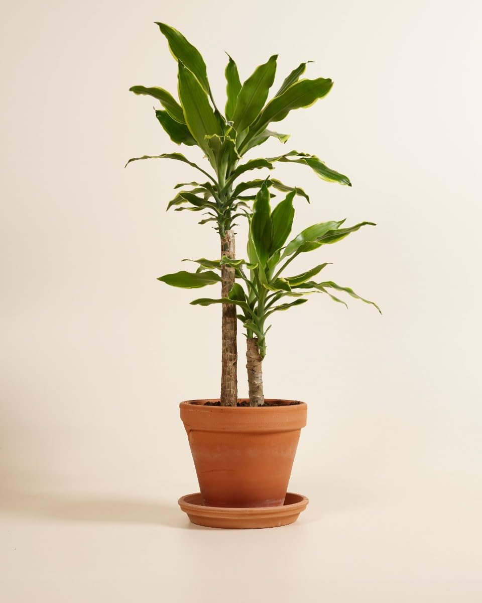 plnts-rareplnts-dracaena-goldencoast-zimmerpflanze-60-cm image 3