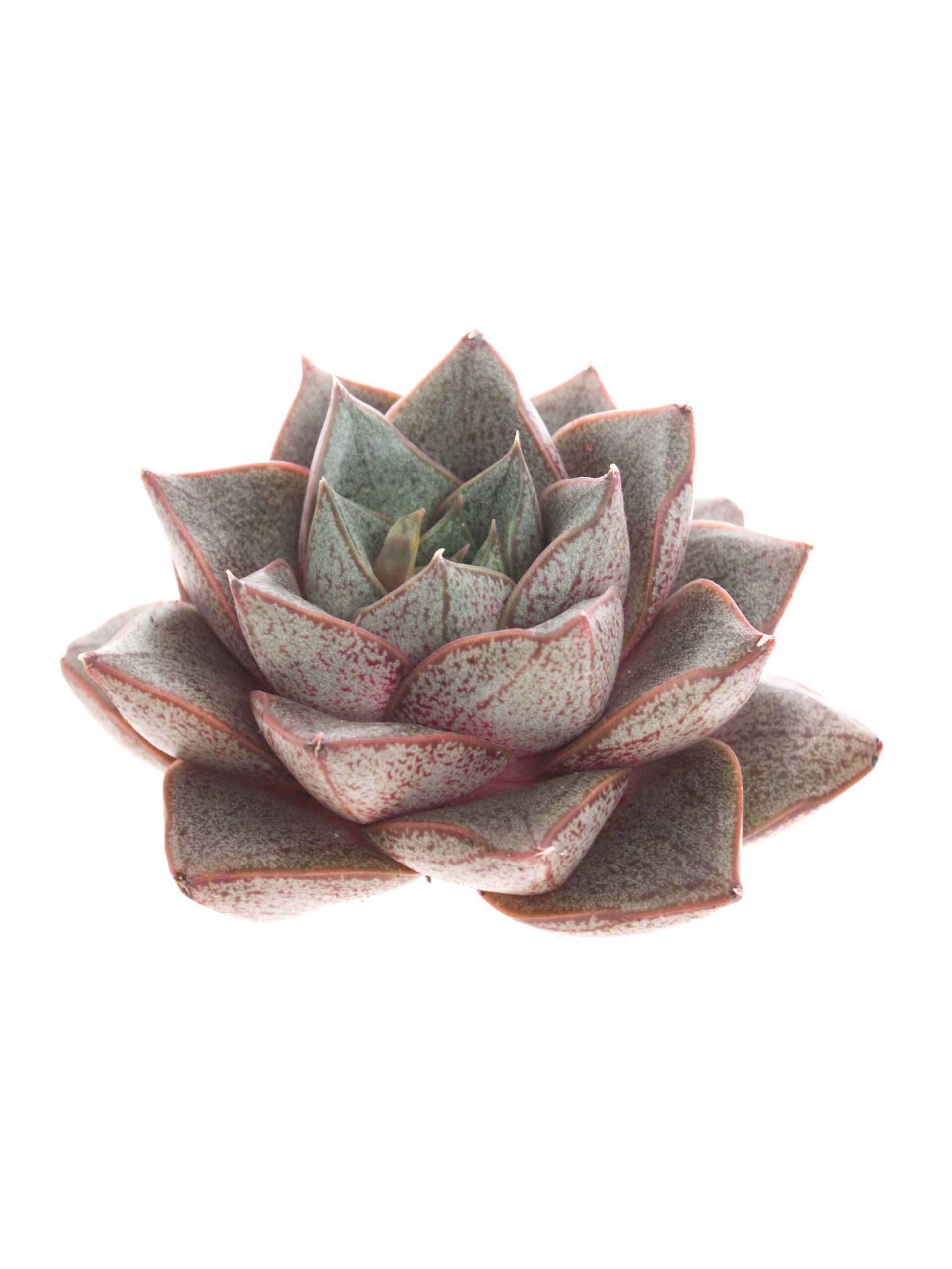 blumigo-echeverien-taurus-sukkulente-rot-gr-n-schnittstiel image 2