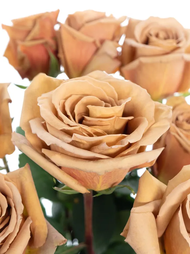 blumigo-rosen-toffee-rose-creme-braun image 1