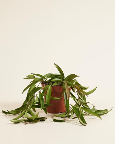plnts-rareplnts-hoya-wayetii-zimmerpflanze-20cm-12cm-topf image 8