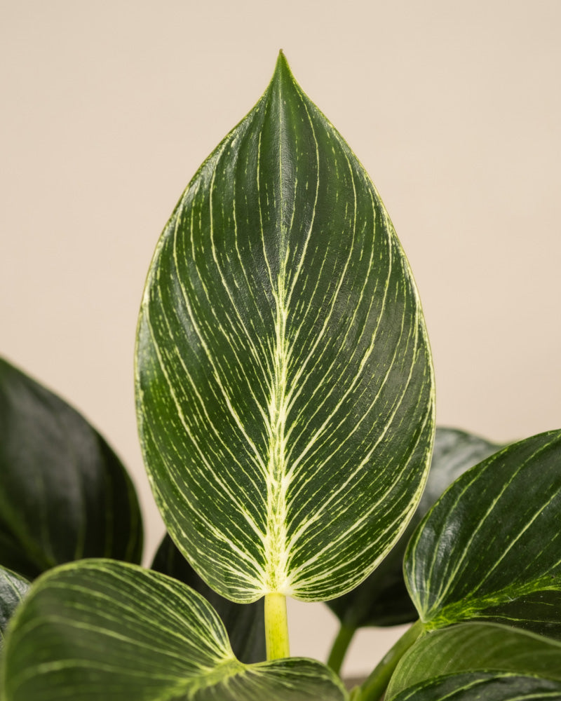 feey-variado-philodendron-birkin-white-measure-mittel image 2