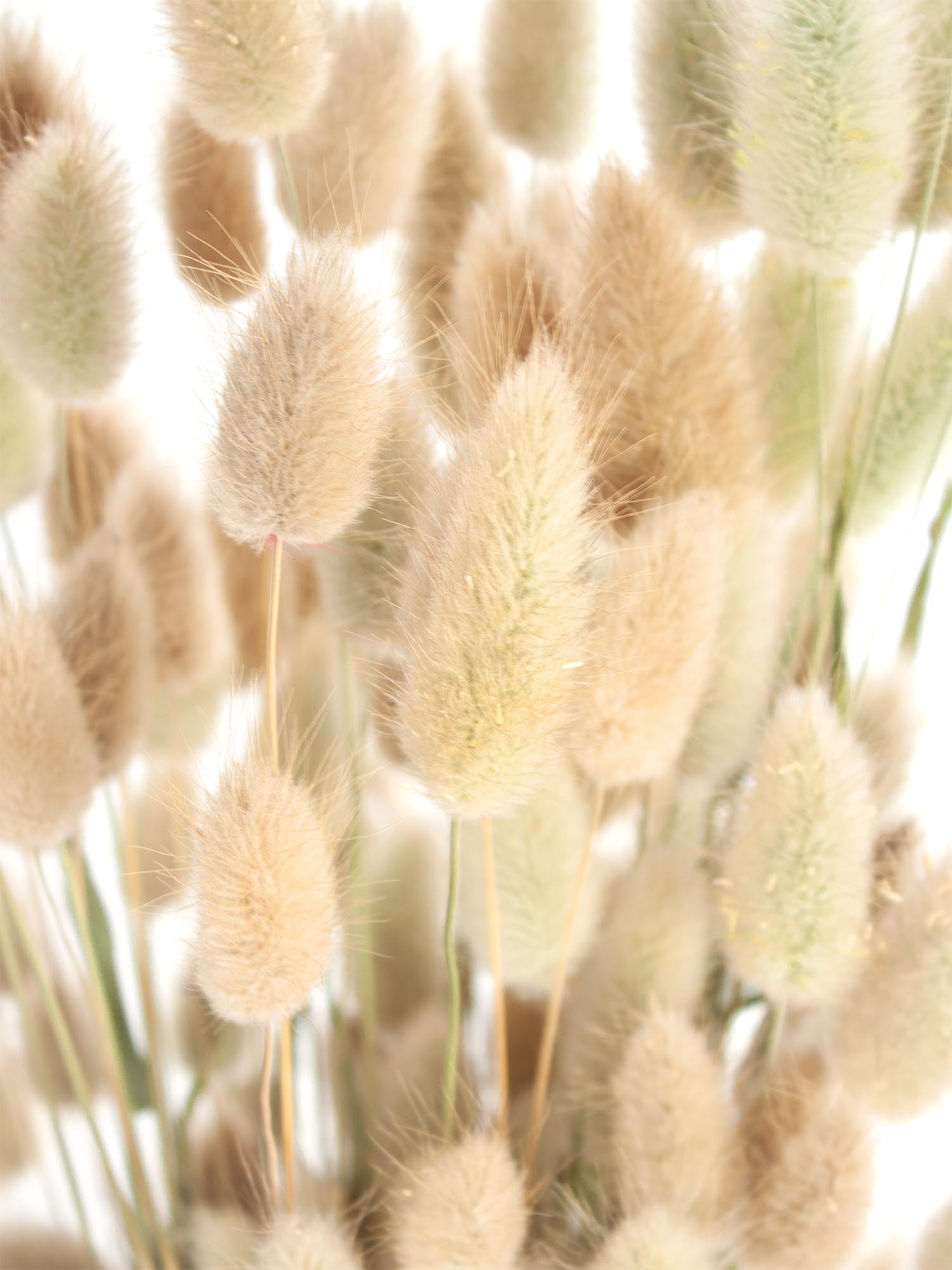 blumigo-trockenblumen-lagurus-samtgras-natur-braun-getrocknet image 4