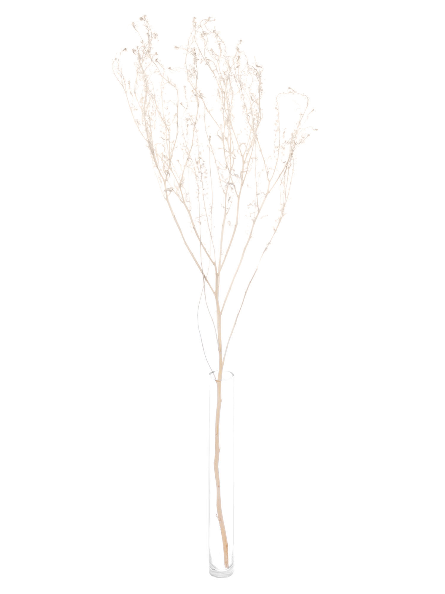 blumigo-hirtent-schel-getrocknet-wei-creme-trockenblumen image 2