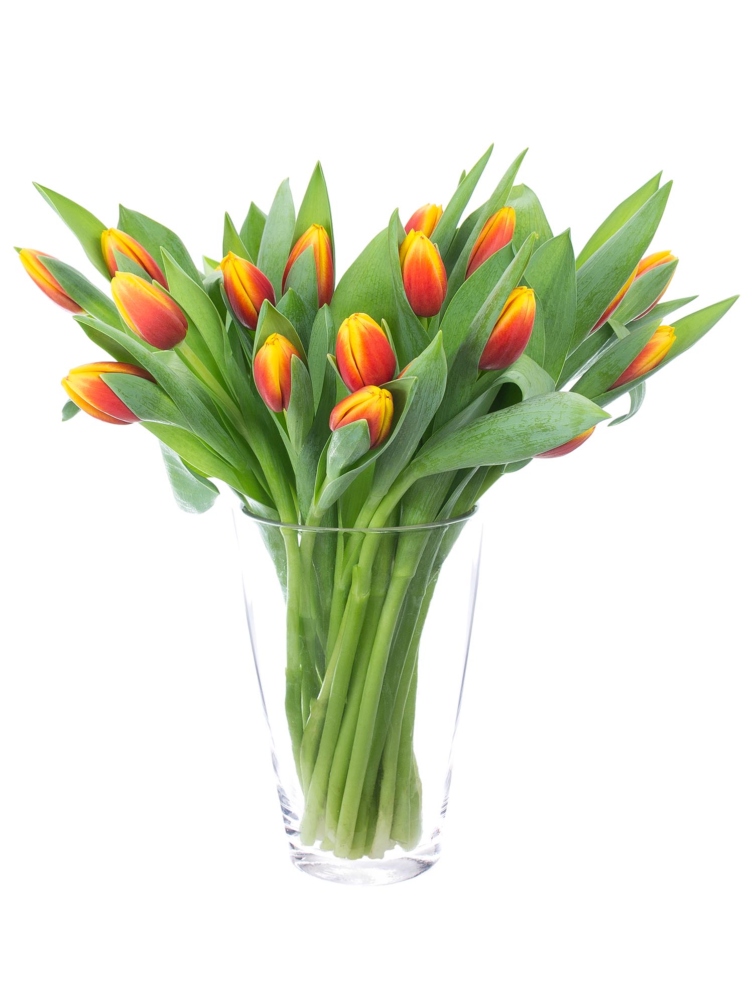 blumigo-tulpen-dow-jones-schnittblume-rot-gelb image 2