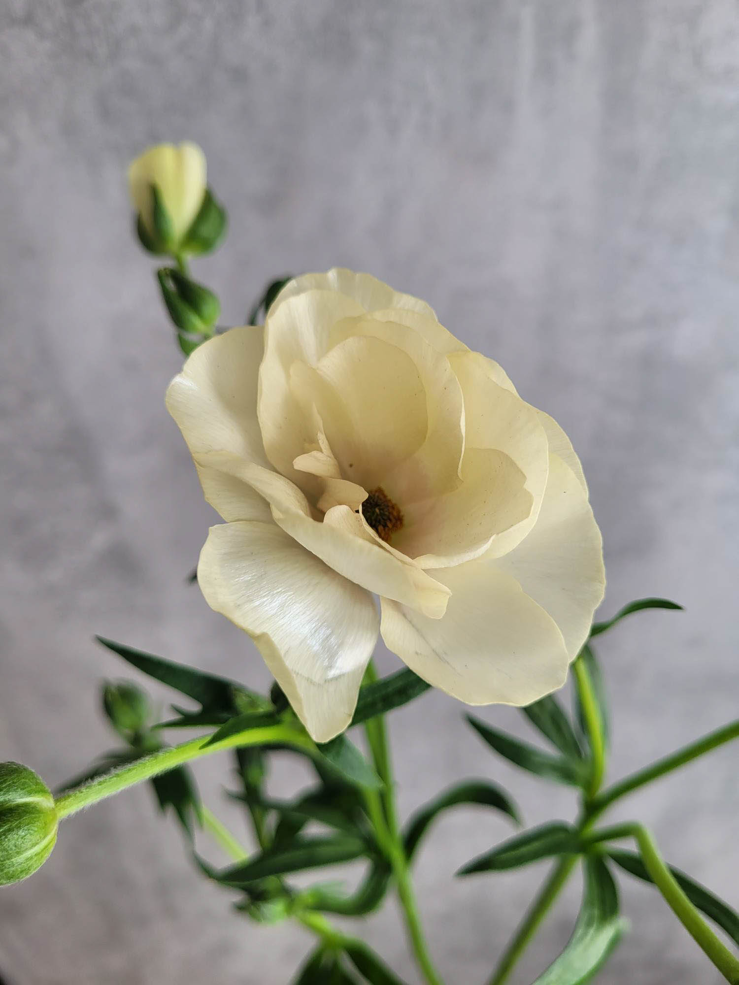blumigo-ranunkeln-butterfly-keramos-ranunkel-creme-verzweigt image 3