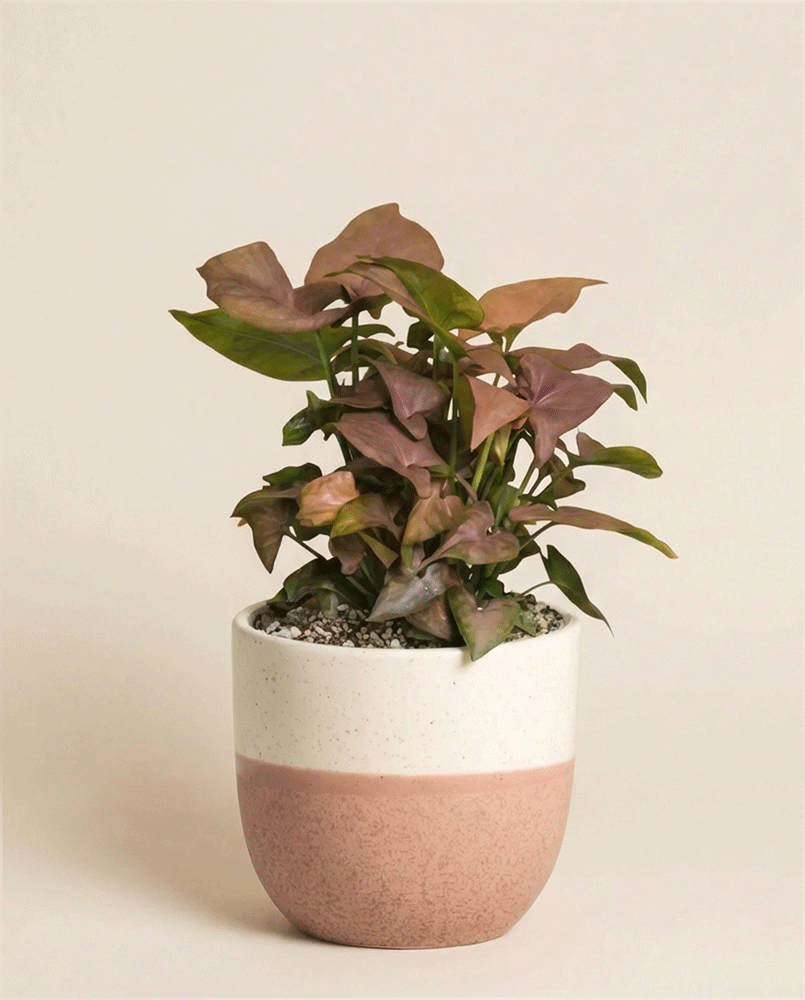 feey-variado-syngonium-neon-zimmerpflanze-ohne-bertopf image 4