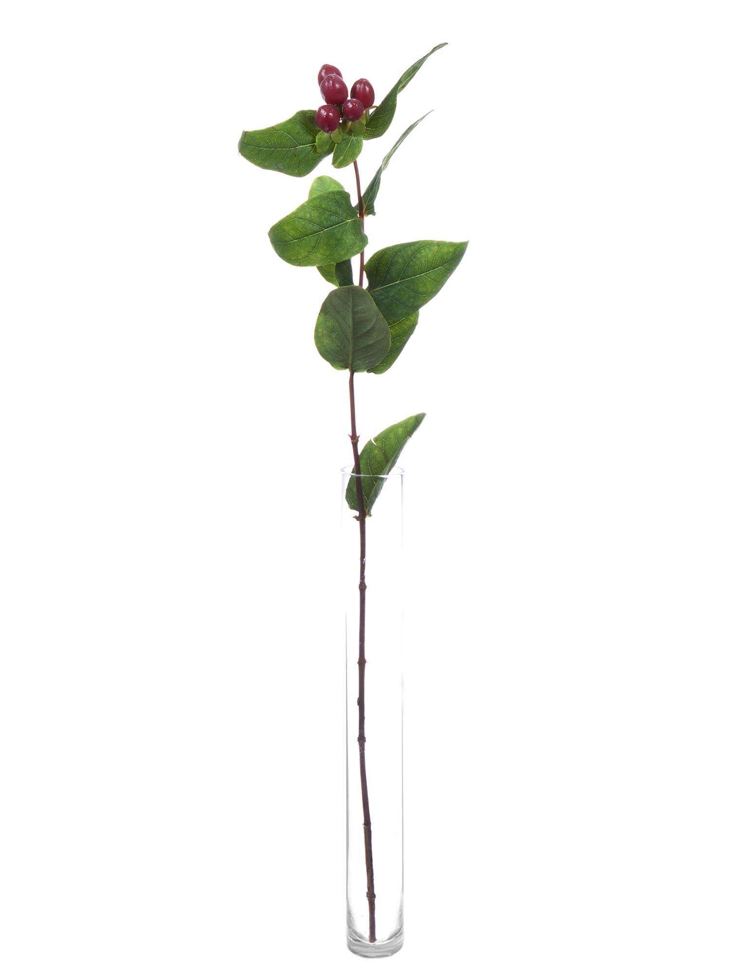 blumigo-hypericum-true-romance-schnittgr-n-dunkel-rot image 3