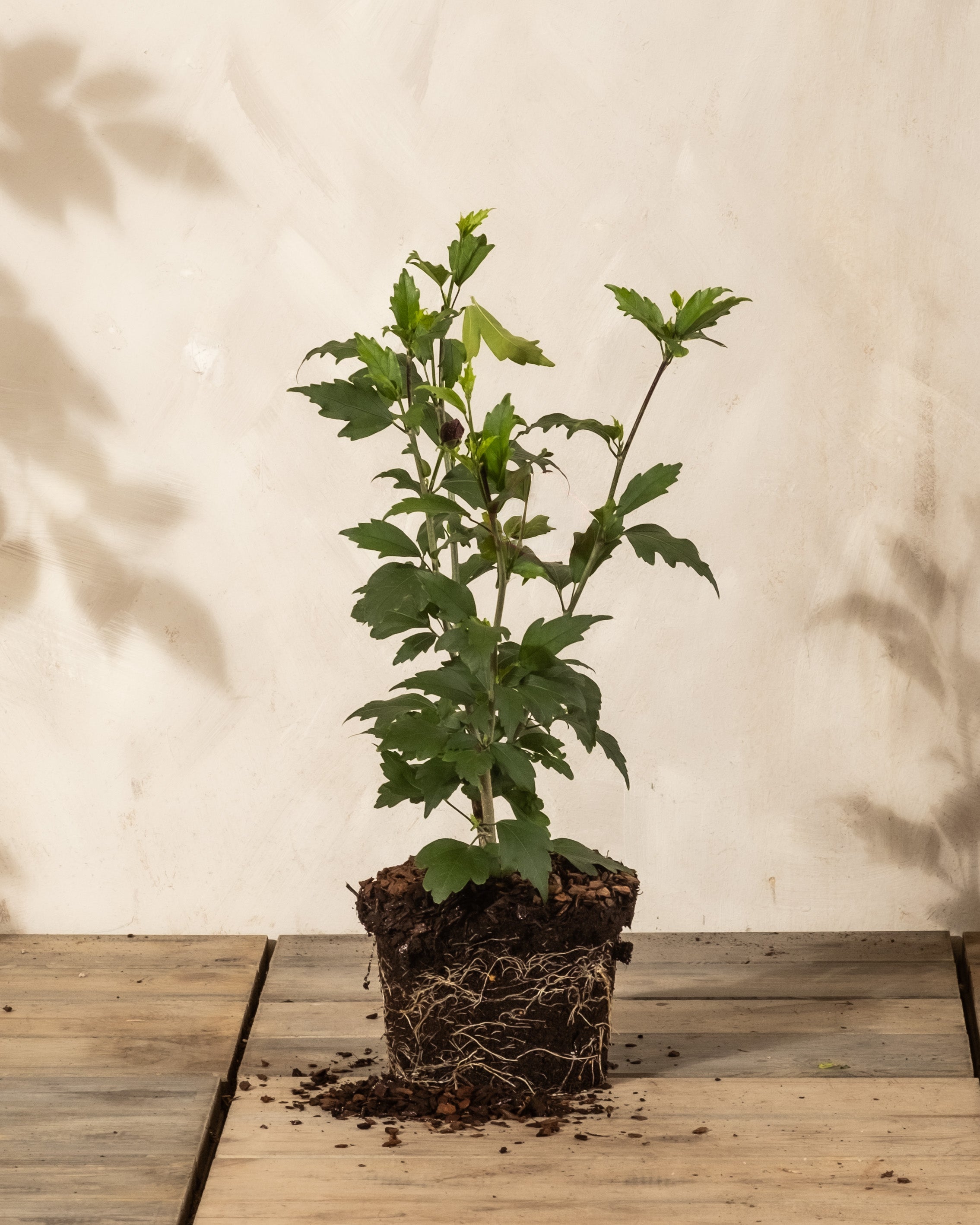feey-amsterdam-pinker-hibiskus-strauch-winterhart-1-2-m image 3