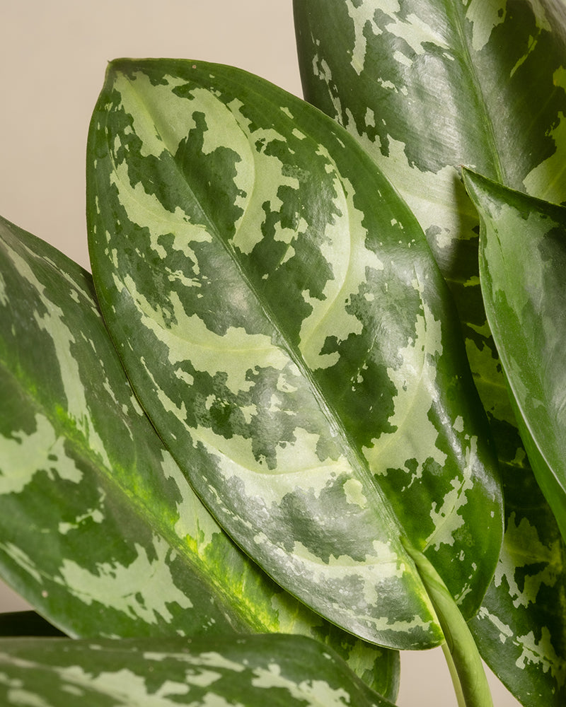 feey-variado-aglaonema-amazon-silver-zimmerpflanze-gross image 2