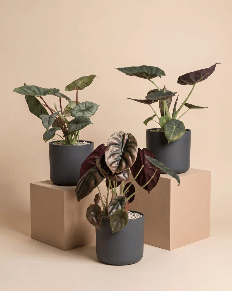 feey-variado-alocasia-trio-zimmerpflanzen-3er-set image 6