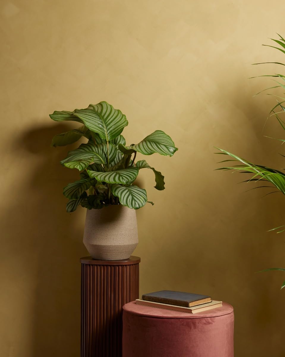 plnts-calathea-orbifolia-zimmerpflanze-60-cm-19-cm-topf image 5