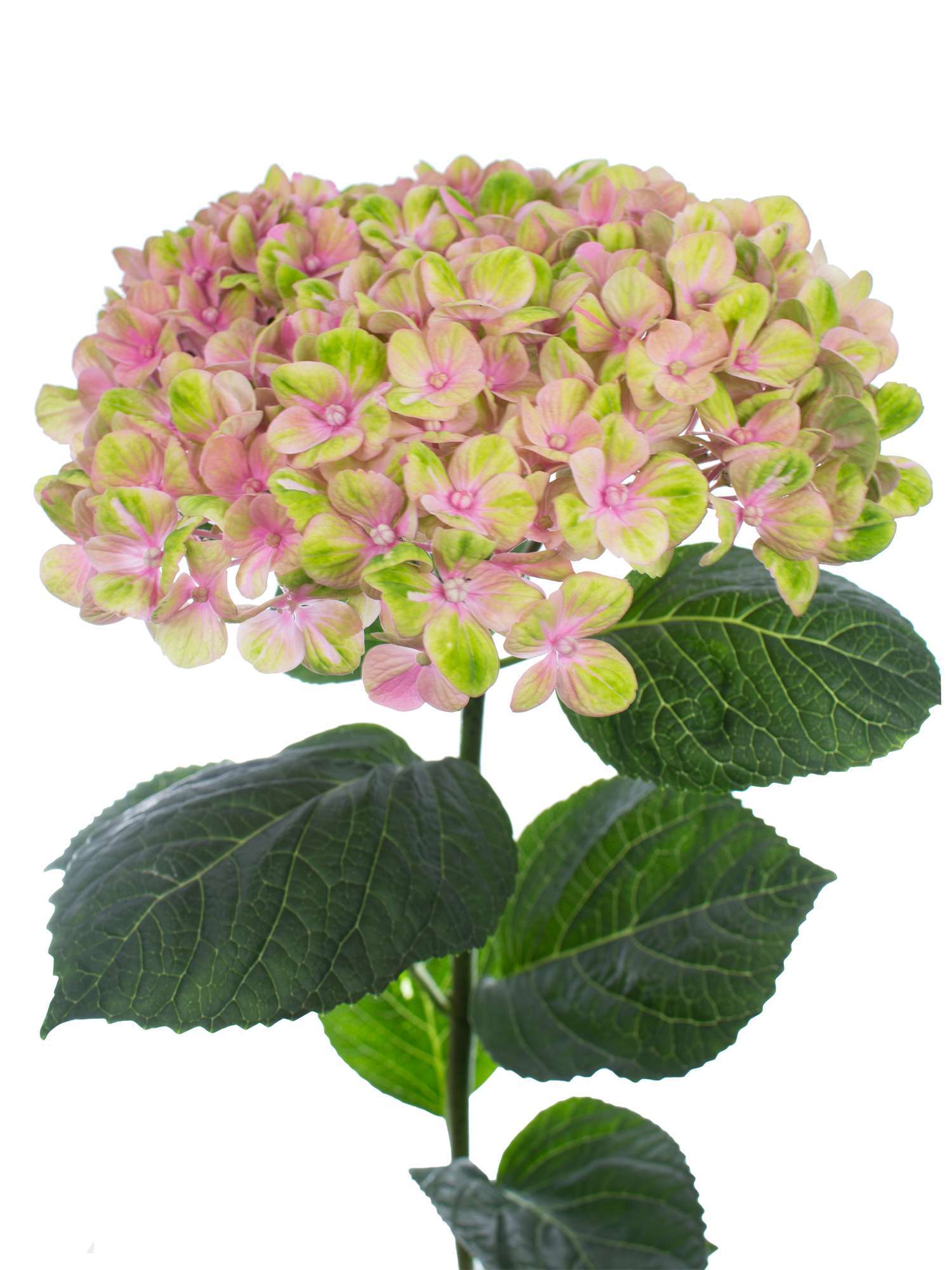 blumigo-magical-coral-hortensie-rosa-gr-n-schnittblume image 1