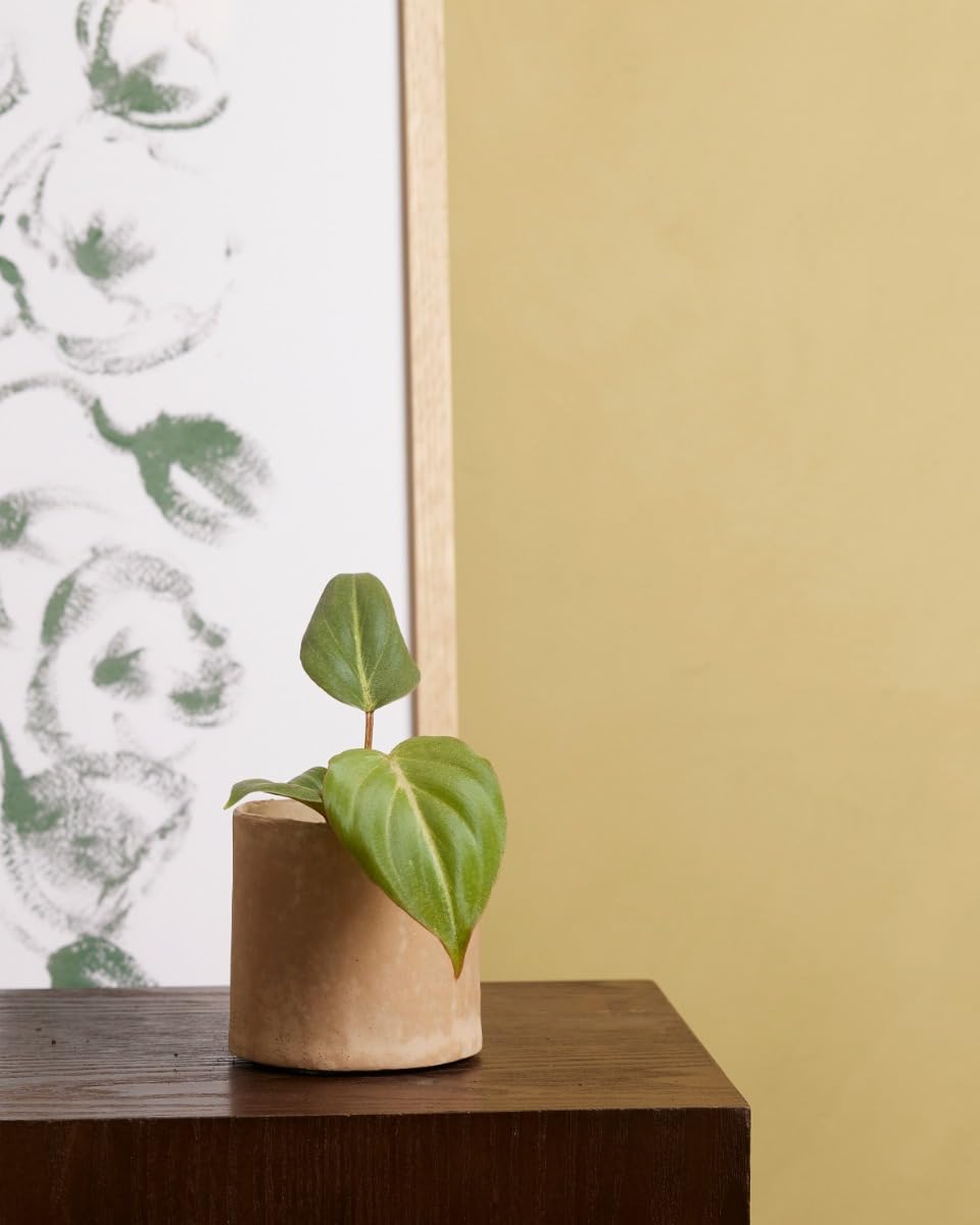 plnts-babyplnts-philodendron-gloriosum-dark-form-baby-10cm image 5