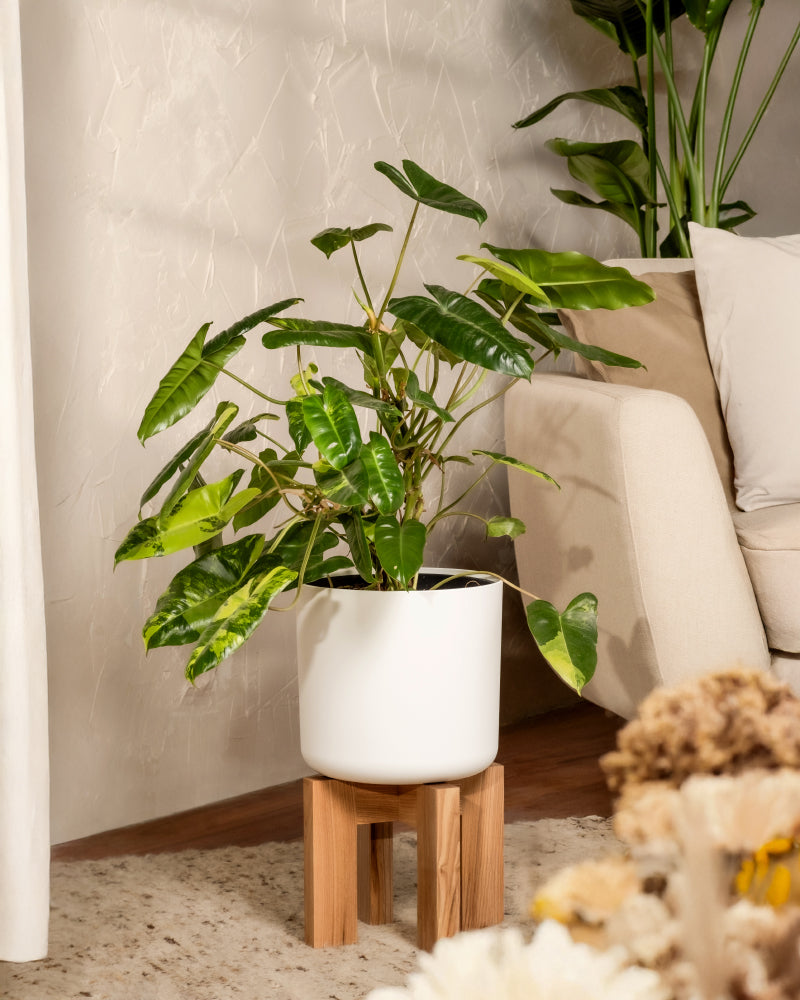 feey-philodendron-burle-marx-variegata-ohne-bertopf image 4
