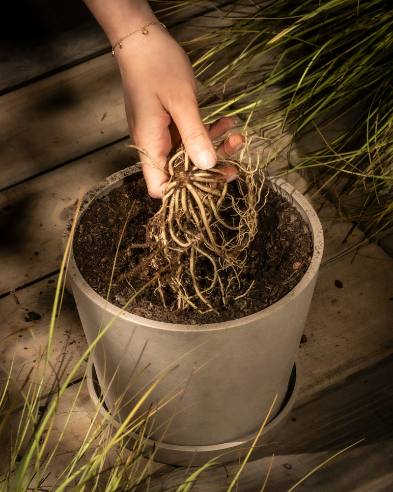 feey-amsterdam-hosta-blau-beige-2-stk-rhizome image 6