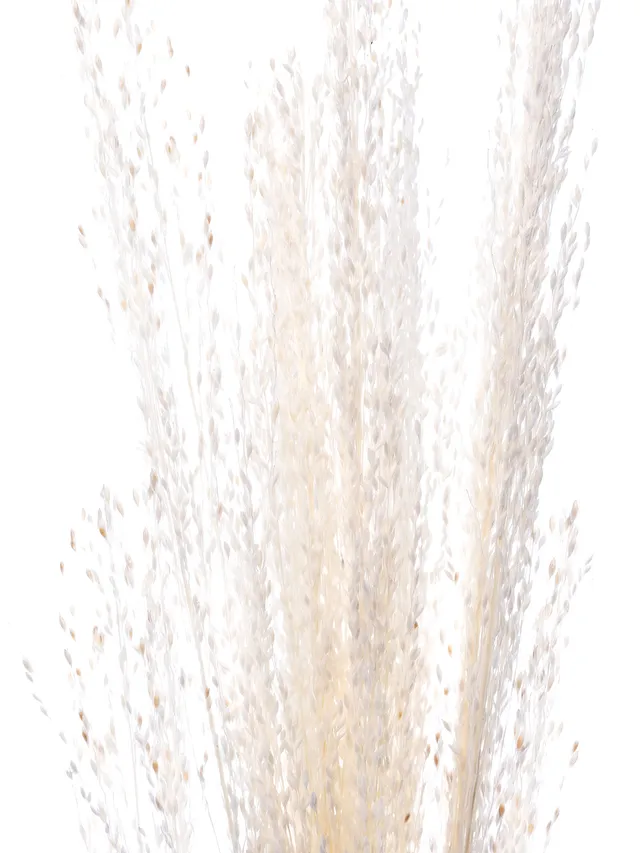 blumigo-trockenblumen-amazongras-getrocknet-wei-creme-gebleicht image 1