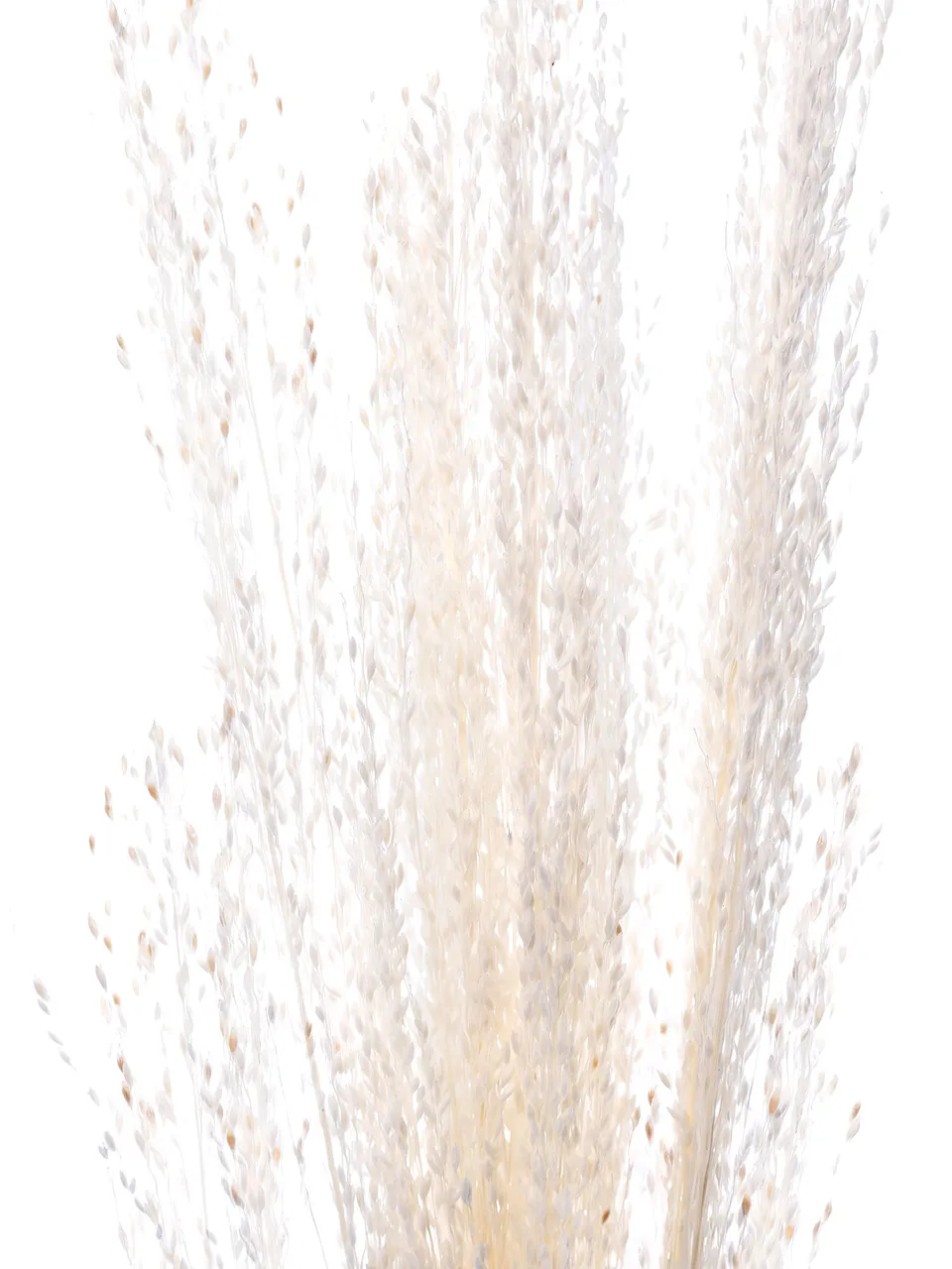 blumigo-trockenblumen-amazongras-getrocknet-wei-creme-gebleicht image 1