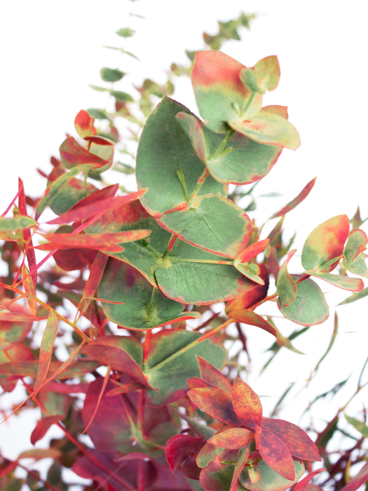 blumigo-eukalyptus-gemischt-herbstfarben-strauss-frisch image 1