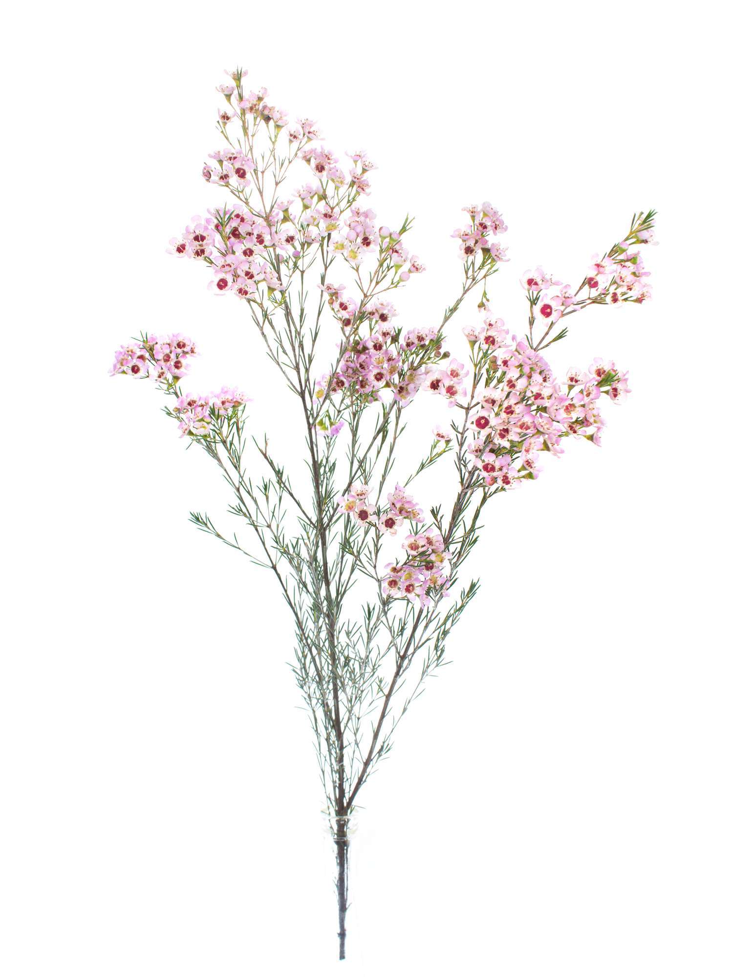 blumigo-wachsblume-early-nir-rosa-schnittblume-stiel-filler image 3