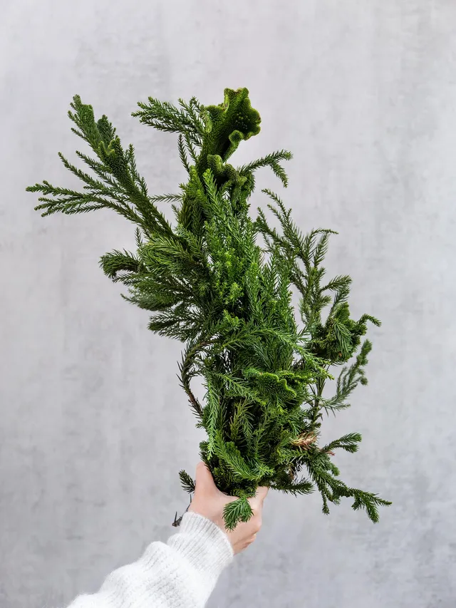 blumigo-cristata-kryptomerie-hahnenkamm-wintergr-n-bund image 1